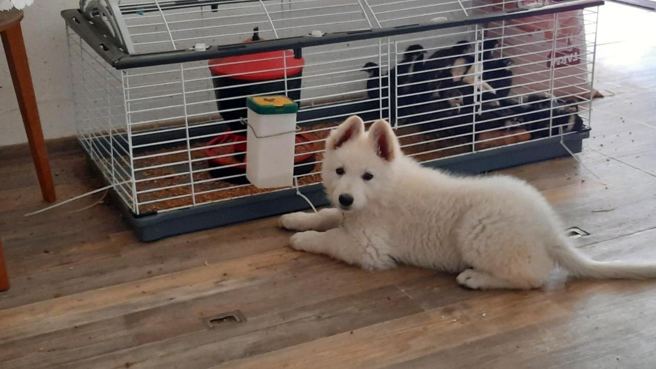 Podkrovi V Jihoceskem Statku Nemejice Dış mekan fotoğraf